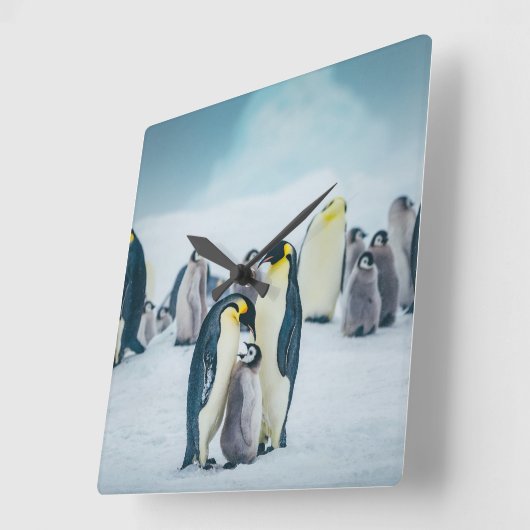 Cutest Baby Animals | Baby Penguin Feeding スクエア壁時計 (傾斜)