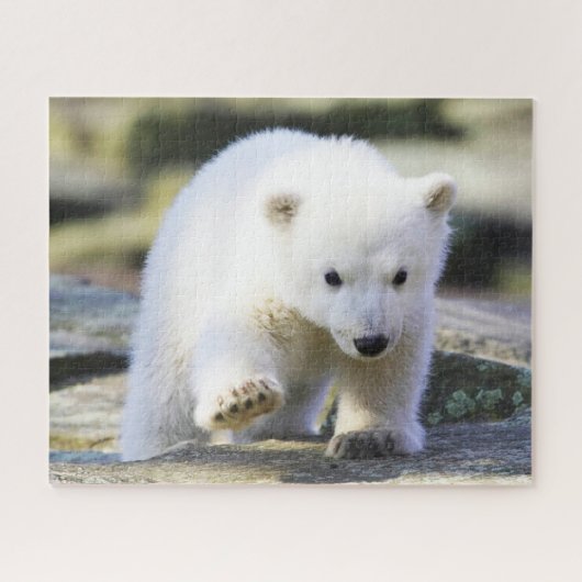 Cutest Baby Animals | Baby Polar Bear Cub ジグソーパズル (横)