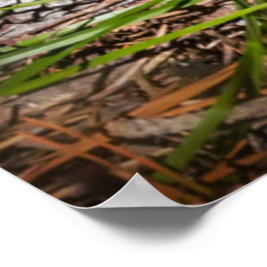 Cutest Baby Animals | Baby Red Fox Kits Sleeping ポスター (角)