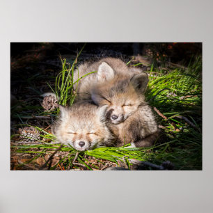 Cutest Baby Animals Baby Red Fox Kits Sleeping ポスター