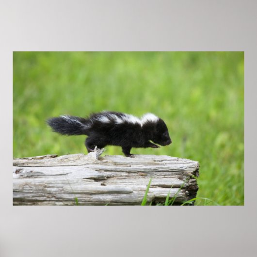 Cutest Baby Animals | Baby Skunk ポスター (正面)