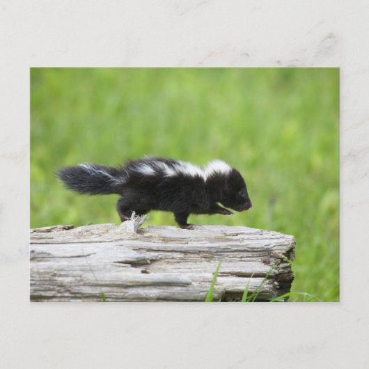 Cutest Baby Animals | Baby Skunk ポストカード (正面)