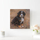 Cutest Baby Animals | Bernese Mountain Dog スクエア壁時計 (ホーム)
