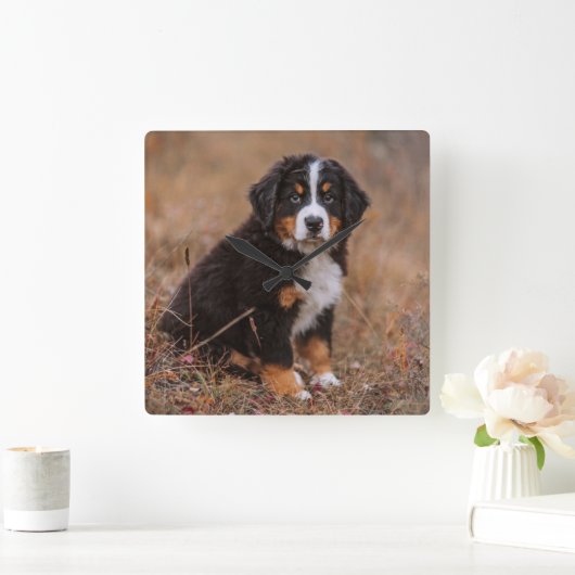 Cutest Baby Animals | Bernese Mountain Dog スクエア壁時計 (ホーム)