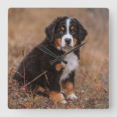Cutest Baby Animals | Bernese Mountain Dog スクエア壁時計 (正面)