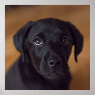 Cutest Baby Animals   Black Labrador Puppy ポスター