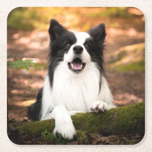 Cutest Baby Animals | Black & White Border Collie スクエアペーパーコースター (正面)