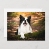 Cutest Baby Animals | Black & White Border Collie ポストカード (正面/裏面)
