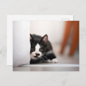 Cutest Baby Animals | Black & White Kitten ポストカード (正面/裏面)