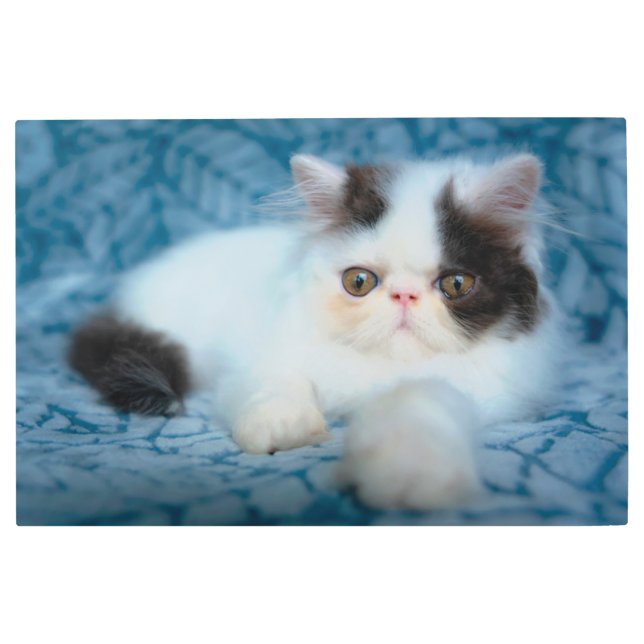 Cutest Baby Animals | Black & White Kitten メタルプリント (正面)