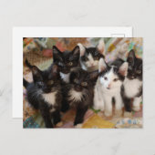Cutest Baby Animals | Black & White Kittens ポストカード (正面/裏面)