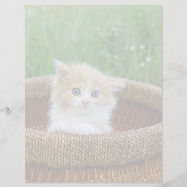 Cutest Baby Animals | Blue Eyed Kitten (正面)