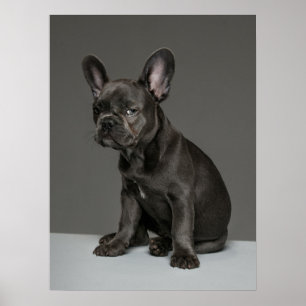 Cutest Baby Animals Blue French Bulldog Puppy ポスター