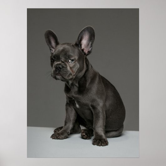 Cutest Baby Animals | Blue French Bulldog Puppy ポスター (正面)