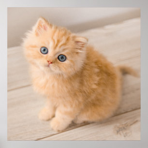 Cutest Baby Animals   British Longhair Kitten ポスター