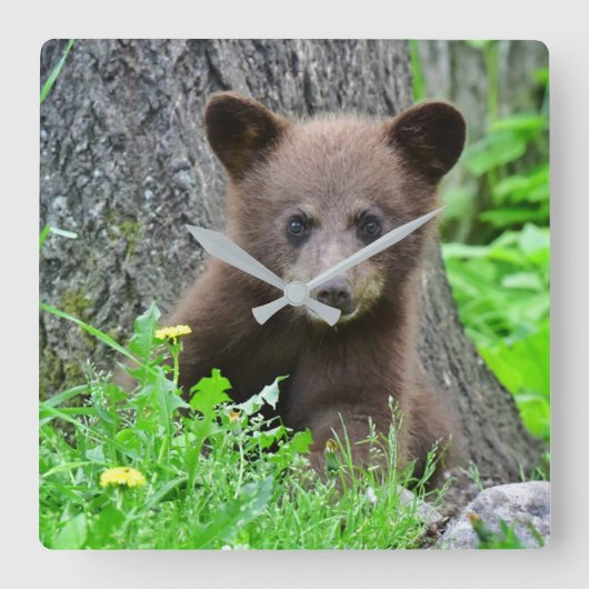 Cutest Baby Animals | Brown Bear Cub スクエア壁時計 (正面)