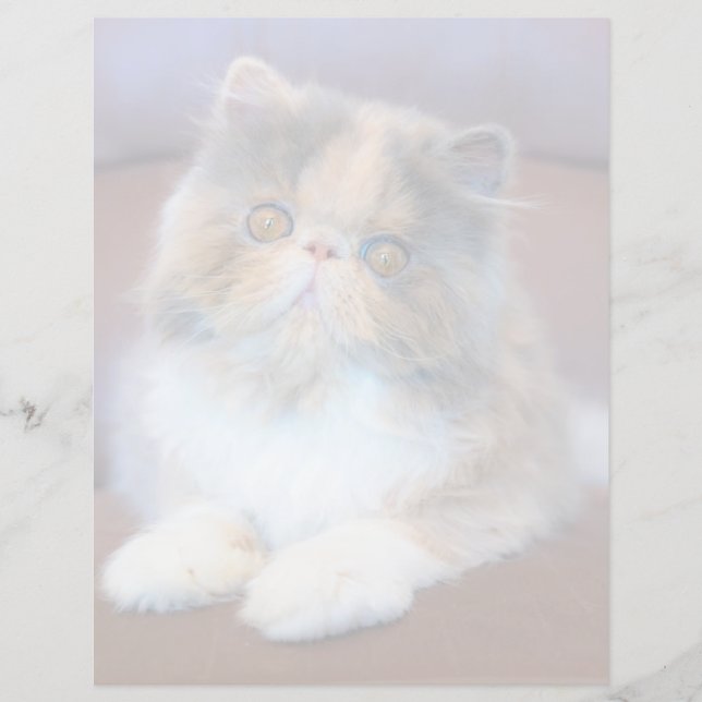 Cutest Baby Animals | Calico Persian Kitten (正面)