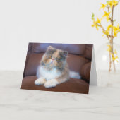 Cutest Baby Animals | Calico Persian Kitten カード (黄色い花)