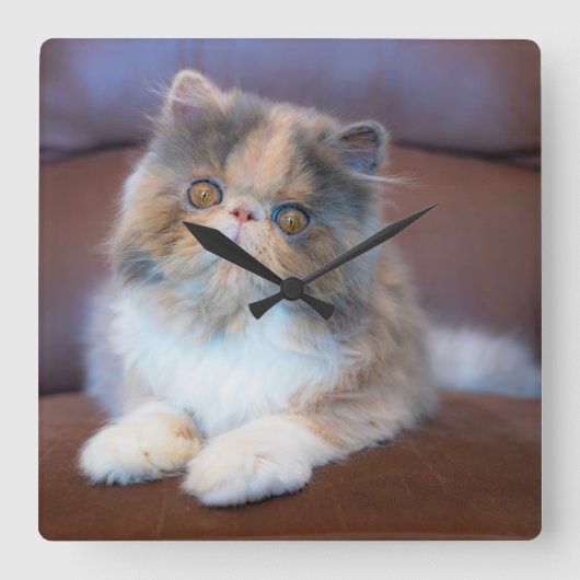 Cutest Baby Animals | Calico Persian Kitten スクエア壁時計 (正面)