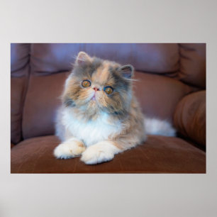 Cutest Baby Animals Calico Persian Kitten ポスター