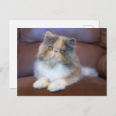 Cutest Baby Animals | Calico Persian Kitten ポストカード (正面/裏面)