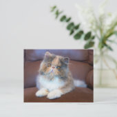 Cutest Baby Animals | Calico Persian Kitten ポストカード (スタンド正面)