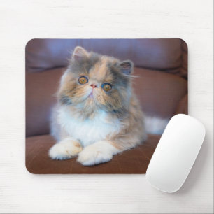 Cutest Baby Animals Calico Persian Kitten マウスパッド