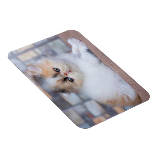 Cutest Baby Animals | Calico Persian Kitten マグネット (右側)