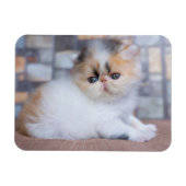 Cutest Baby Animals | Calico Persian Kitten マグネット (横)