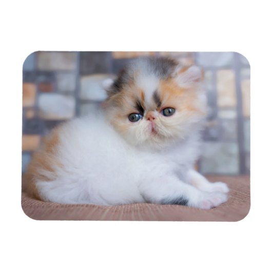 Cutest Baby Animals | Calico Persian Kitten マグネット (横)