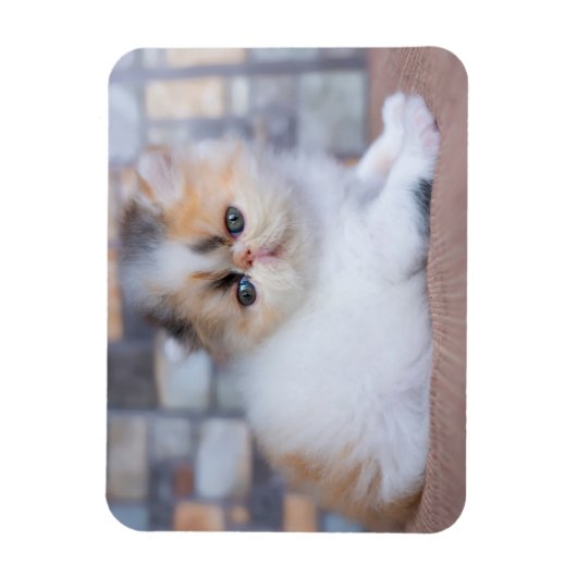 Cutest Baby Animals | Calico Persian Kitten マグネット (縦)