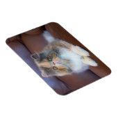 Cutest Baby Animals | Calico Persian Kitten マグネット (右側)