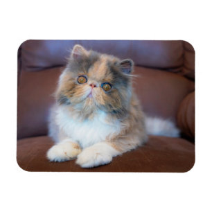 Cutest Baby Animals Calico Persian Kitten マグネット