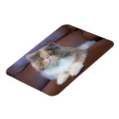 Cutest Baby Animals | Calico Persian Kitten マグネット (左側)