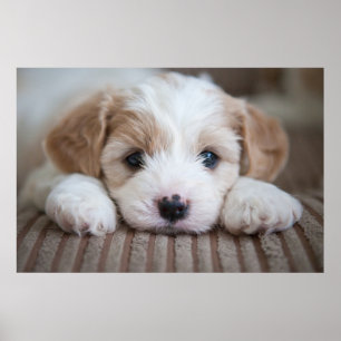 Cutest Baby Animals   Cavashon Puppy ポスター