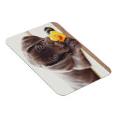 Cutest Baby Animals | Chocolate Labrador Puppy マグネット (右側)