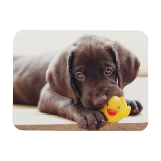 Cutest Baby Animals | Chocolate Labrador Puppy マグネット (横)