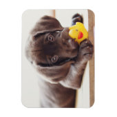 Cutest Baby Animals | Chocolate Labrador Puppy マグネット (縦)