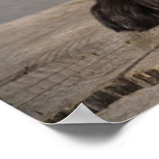 Cutest Baby Animals | Cockapoo Puppy ポスター (角)