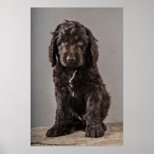Cutest Baby Animals Cockapoo Puppy ポスター