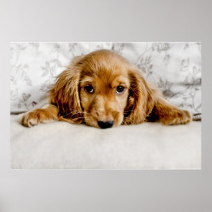 Cutest Baby Animals Cocker Spaniel Puppy ポスター