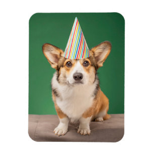 Cutest Baby Animals Corgi Birthday Puppy マグネット