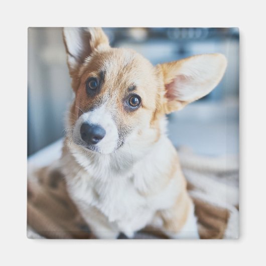 Cutest Baby Animals | Corgi Head Tilt マグネット (正面)