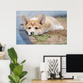 Cutest Baby Animals | Corgi Laying in the Yard ポスター (ホームオフィス)