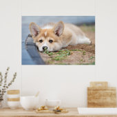 Cutest Baby Animals | Corgi Laying in the Yard ポスター (キッチン)