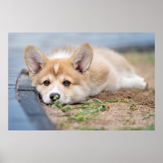 Cutest Baby Animals | Corgi Laying in the Yard ポスター (正面)
