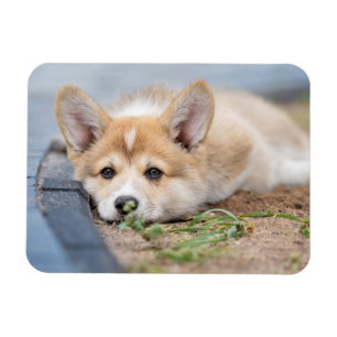 Cutest Baby Animals   Corgi Laying in the Yard マグネット