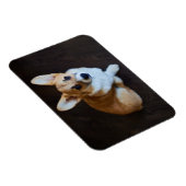 Cutest Baby Animals | Corgi Looking Up マグネット (右側)