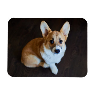 Cutest Baby Animals Corgi Looking Up マグネット