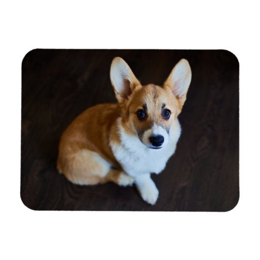 Cutest Baby Animals | Corgi Looking Up マグネット (横)